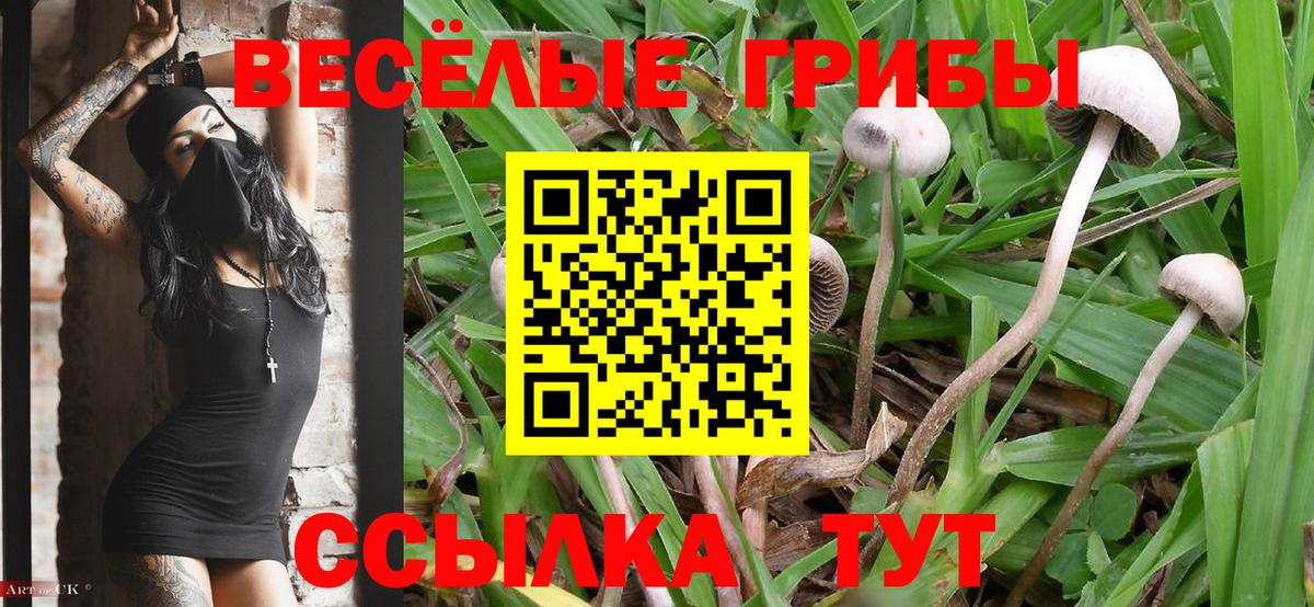 купить наркотики сайты  Галлюциногенные грибы мицелий  Вход с VPN  Галлюциногенные грибы мухоморы  Кумертау 